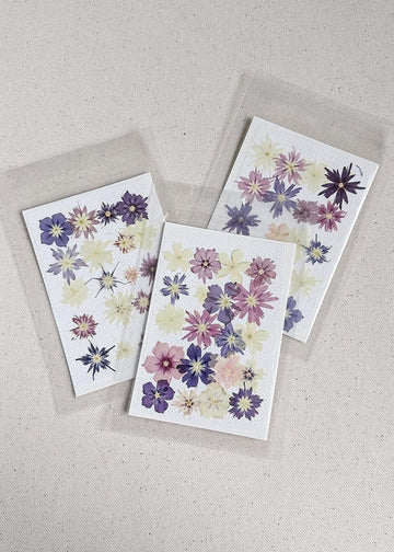 Pressed dried flowers